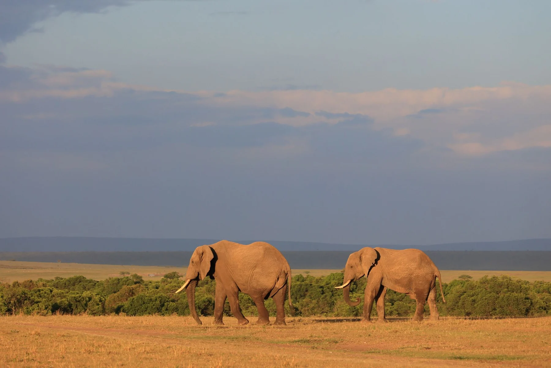 Two African elephants roam the vast savannah in Wilaya ya Narok, Kenya, during the day.