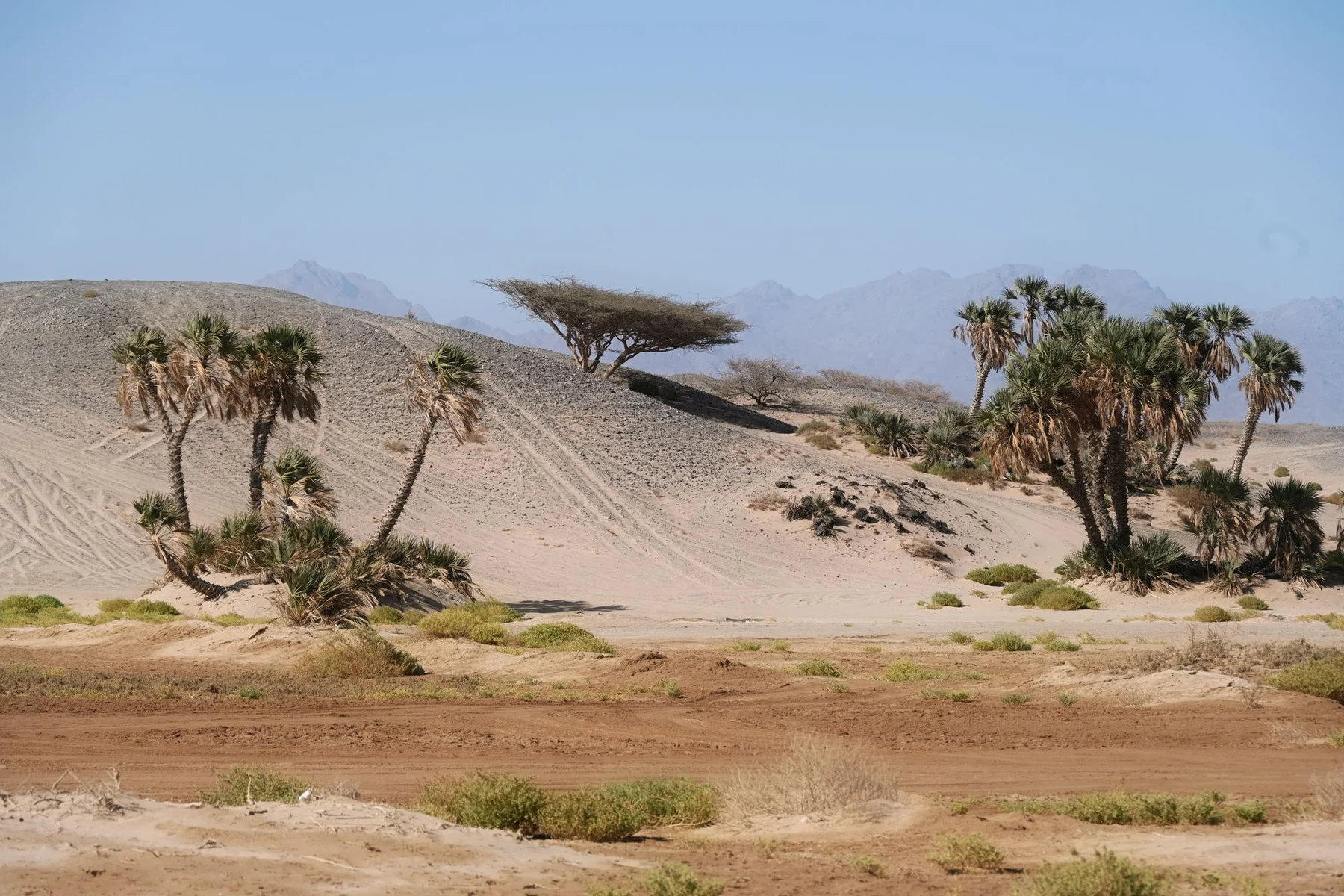 Arid desert scene with palm trees and mountains in Tabuk, Saudi Arabia.